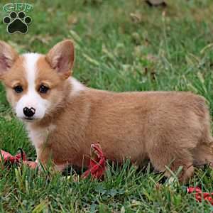 Ezekiel, Pembroke Welsh Corgi Puppy